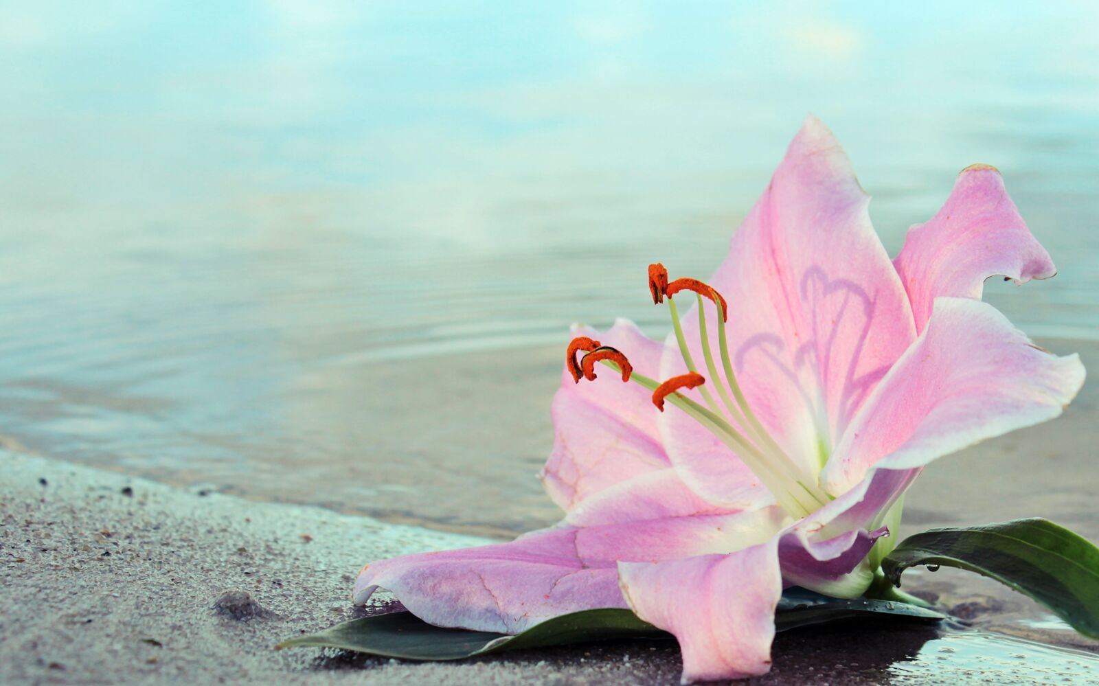 Canon EOS 550D (EOS Rebel T2i / EOS Kiss X4) sample photo. Lily, flower, blossom photography