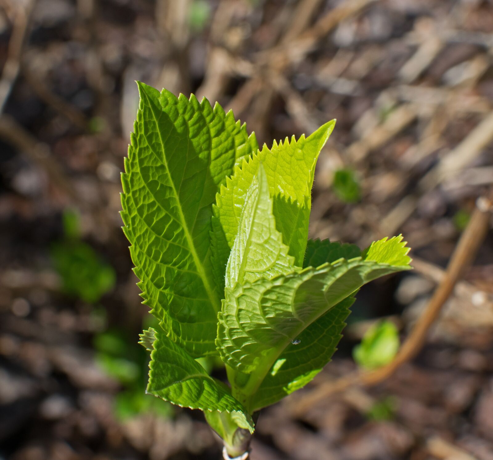 Nikon D3300 sample photo. New hydrangea leaves, hydrangea photography