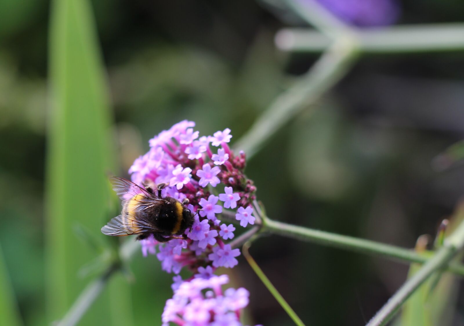 Canon EOS 1300D (EOS Rebel T6 / EOS Kiss X80) + Canon EF 50mm F1.8 STM sample photo. Bumblebee, bee, summer photography