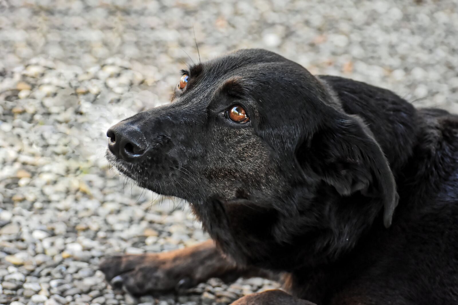 Nikon D7200 sample photo. Dog, pet, animal world photography
