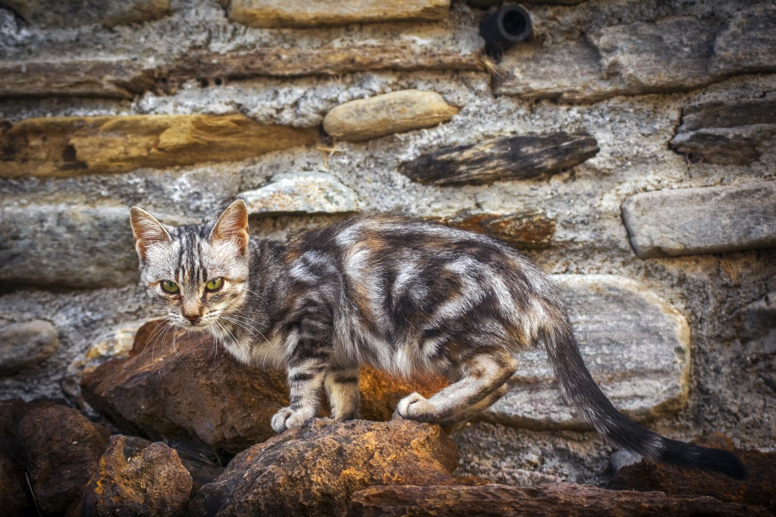 Nikon D3300 sample photo. Cat, animal, pets photography