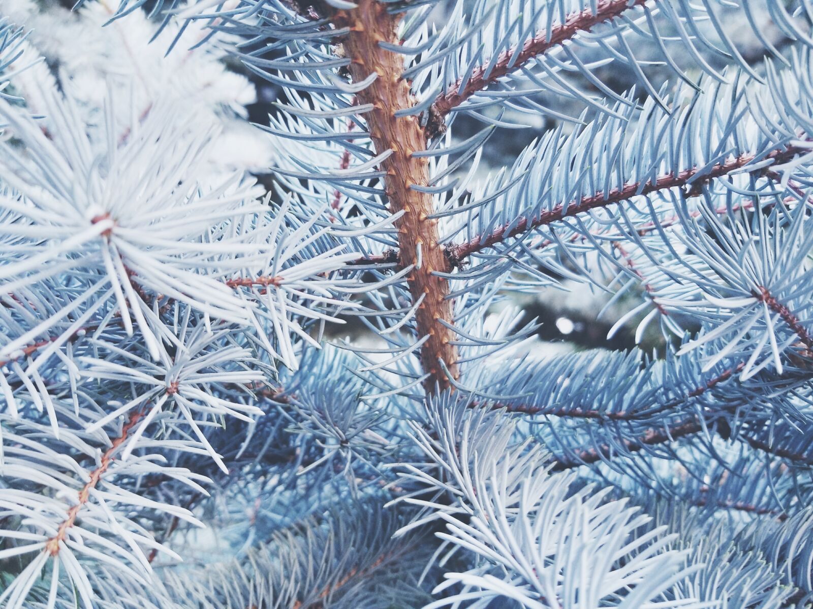 Samsung Galaxy S8 sample photo. Branches, close, up, pine photography