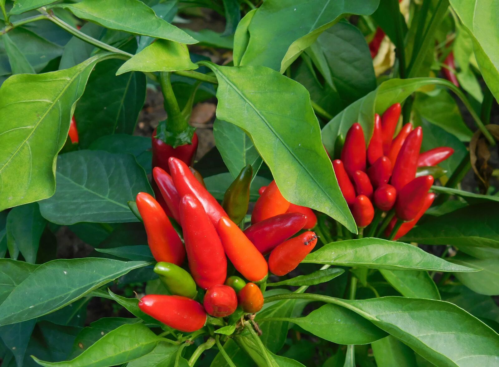 Nikon Coolpix L840 sample photo. Nature, garden, chili pepper photography