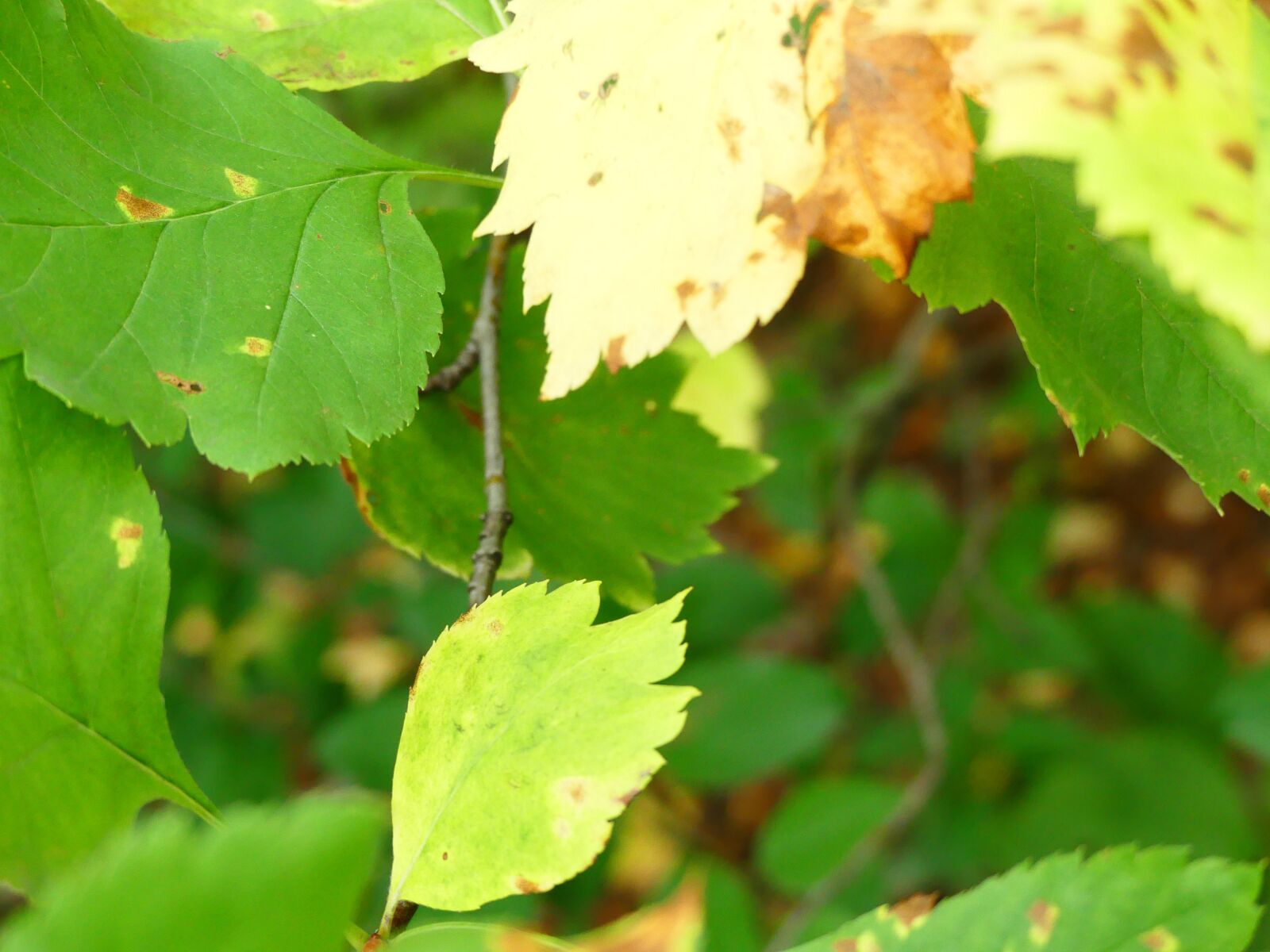 Panasonic Lumix DMC-FZ300 sample photo. Nature, leafage, yellow photography