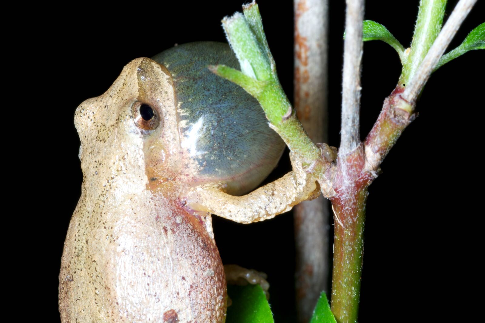 Canon EOS 5D Mark II sample photo. Northern spring, peeper, frog photography