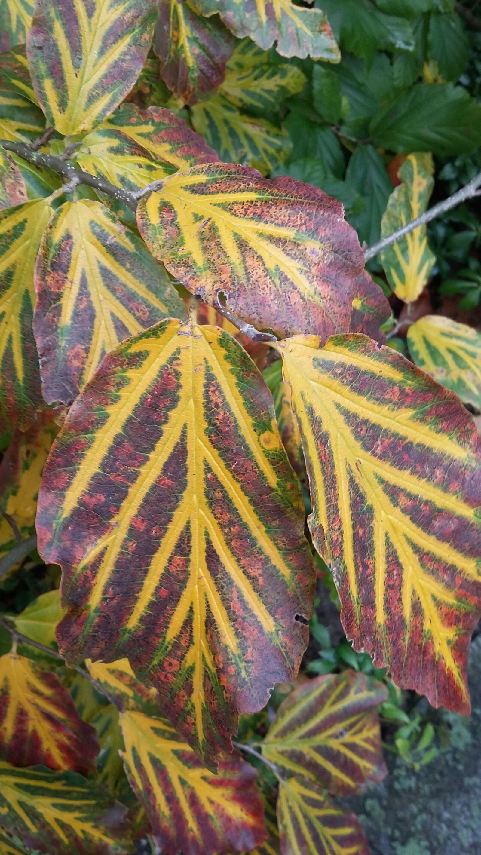 Samsung Galaxy A3 sample photo. Autumn leaves, fall colors photography