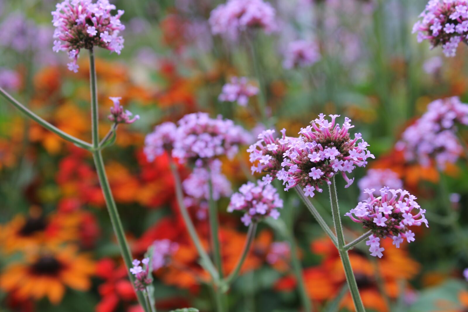 Canon EOS 1100D (EOS Rebel T3 / EOS Kiss X50) sample photo. Summer, meadow, plant photography