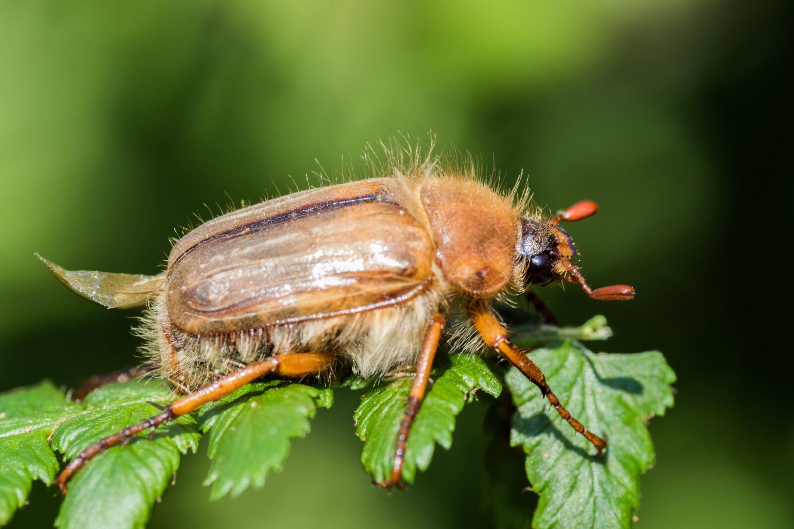Canon EOS 7D Mark II sample photo. Chafer, maikäfer, krabbeltier photography
