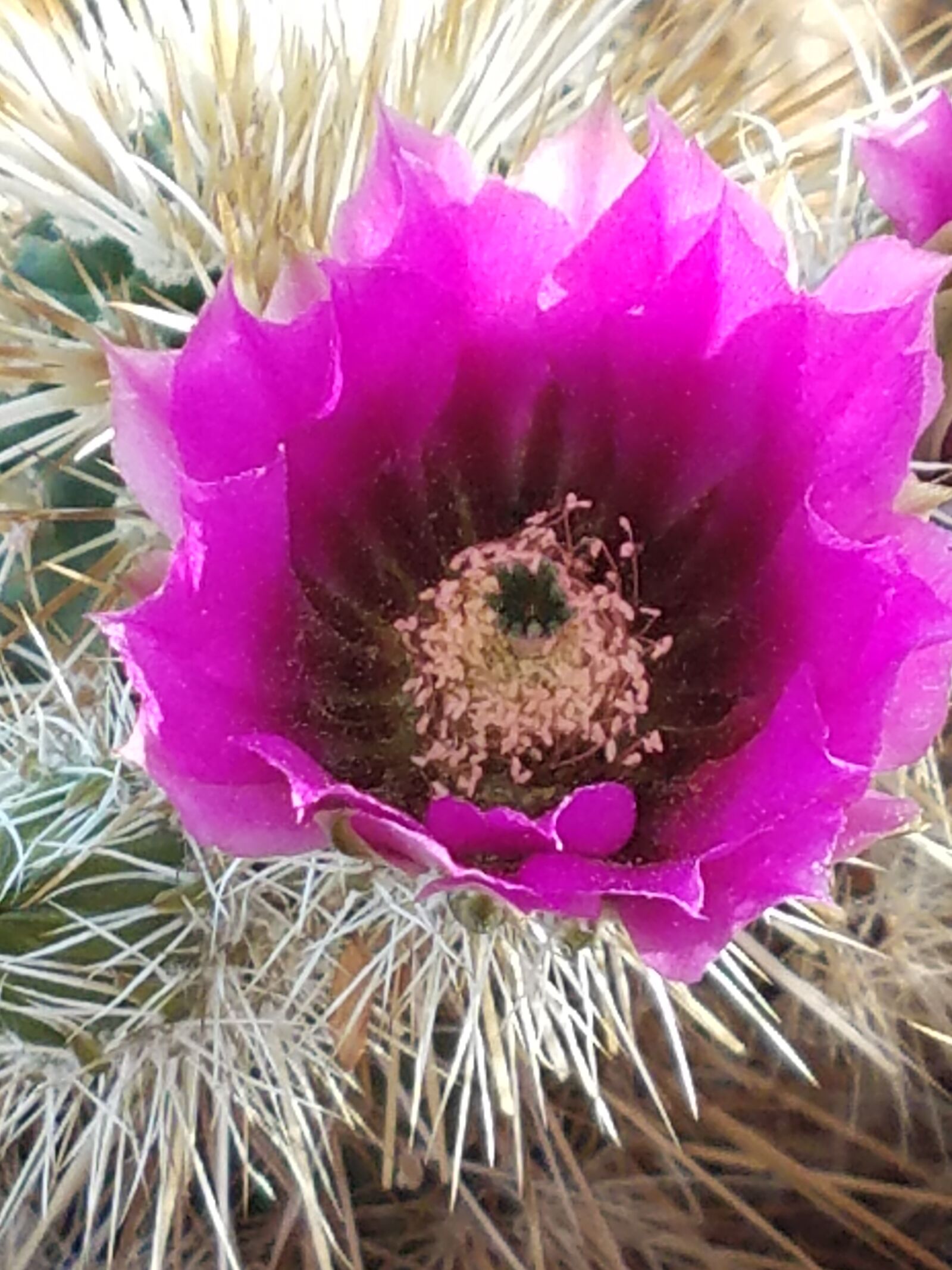 Samsung Galaxy S7 sample photo. Arizona, cactus, flower, desert photography