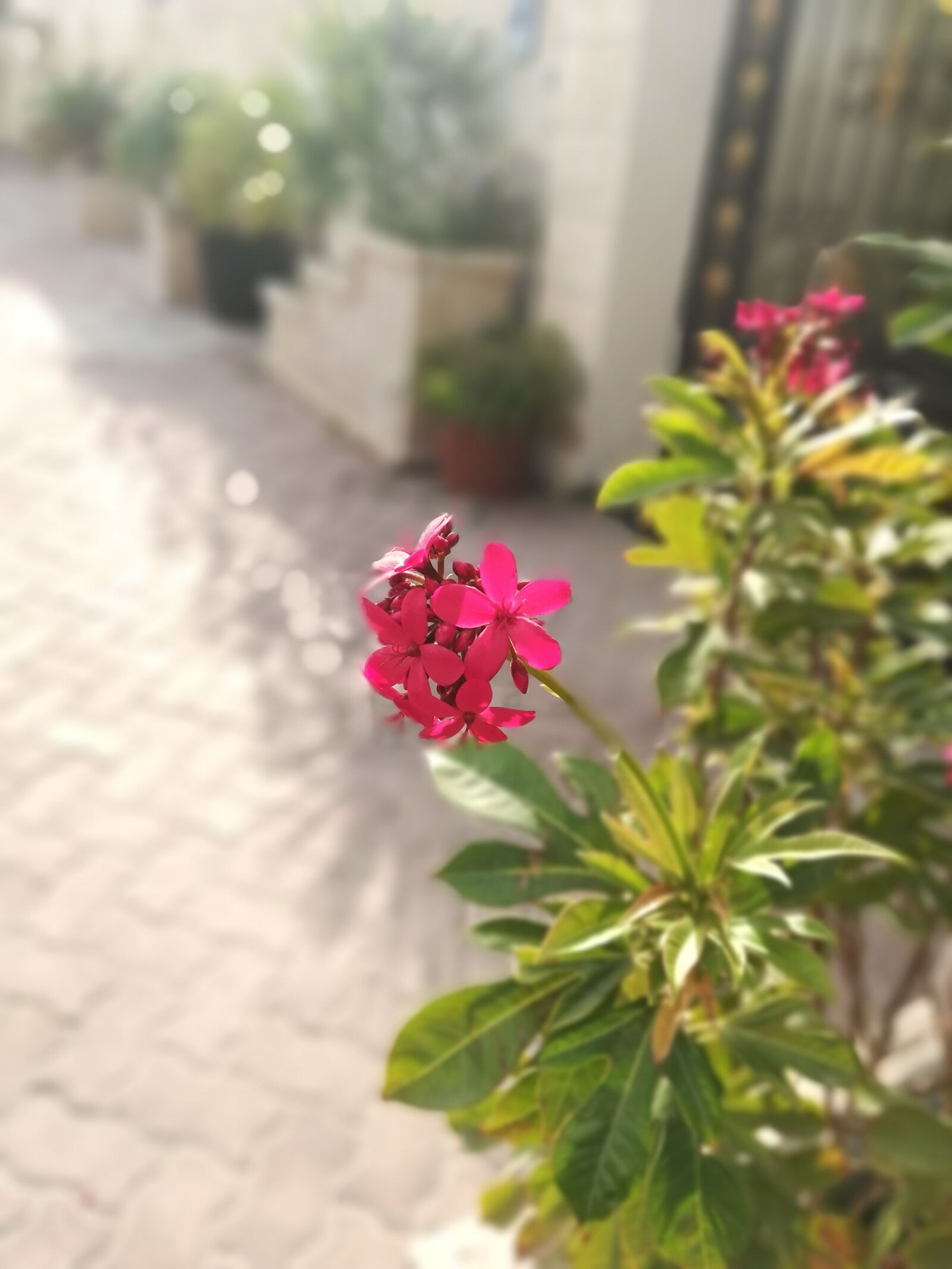 HUAWEI Honor 7X sample photo. Red rose, beautiful, flower photography
