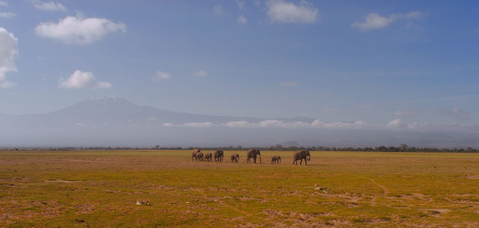 Nikon D200 sample photo. Elephants, kilimanjaro, climate crisis photography