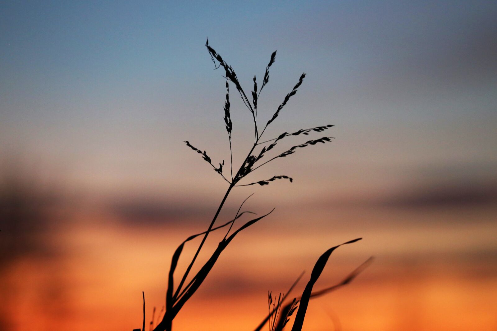 Canon EOS 6D + Canon EF 70-300 F4-5.6 IS II USM sample photo. Evening, sunset, grass photography
