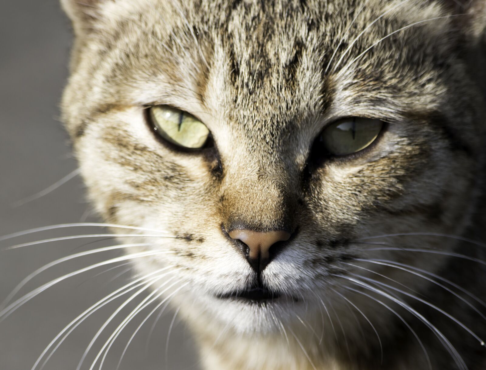 Nikon D5500 sample photo. Cat, cute, mammal photography