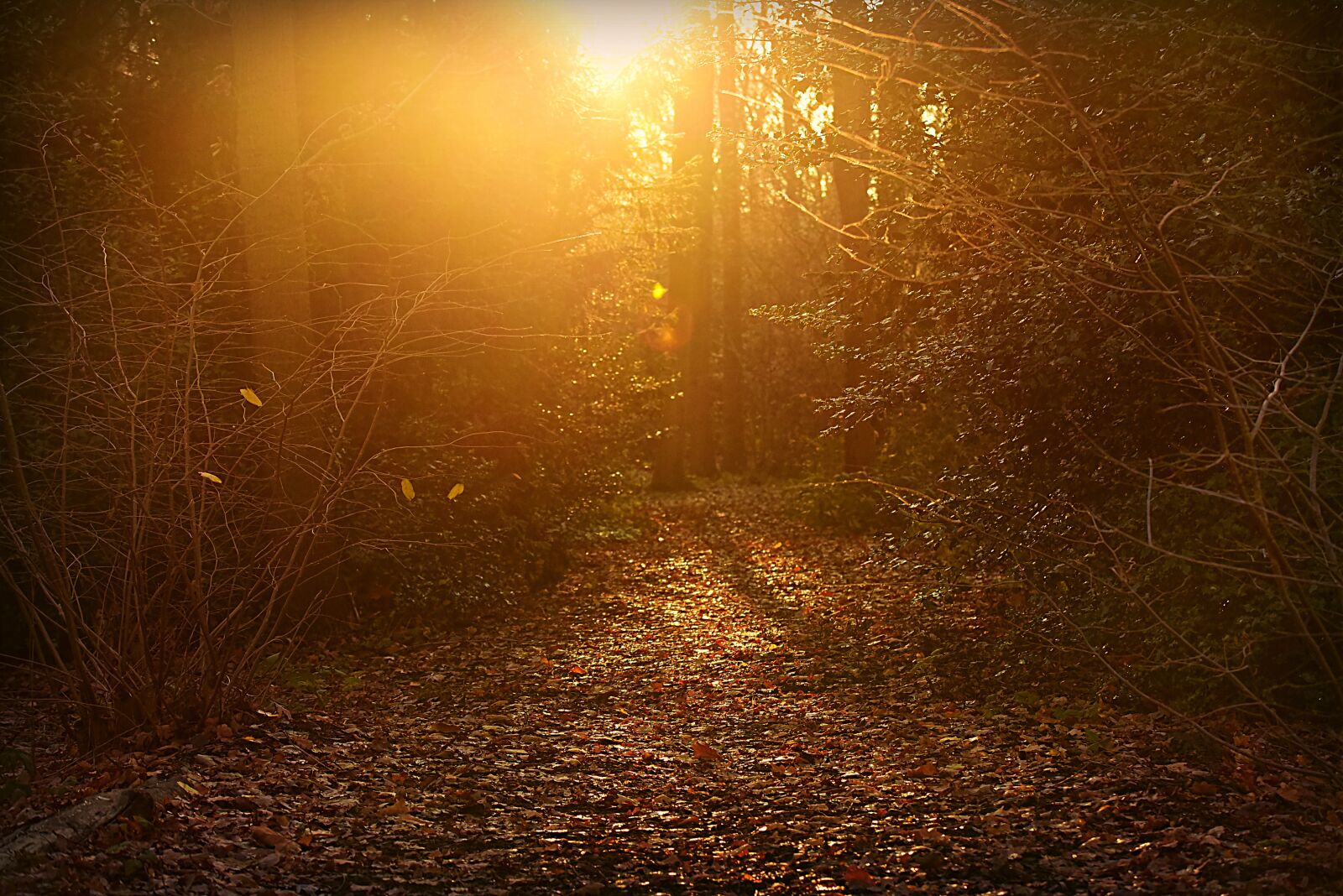 Nikon D750 sample photo. Forest, park, path photography