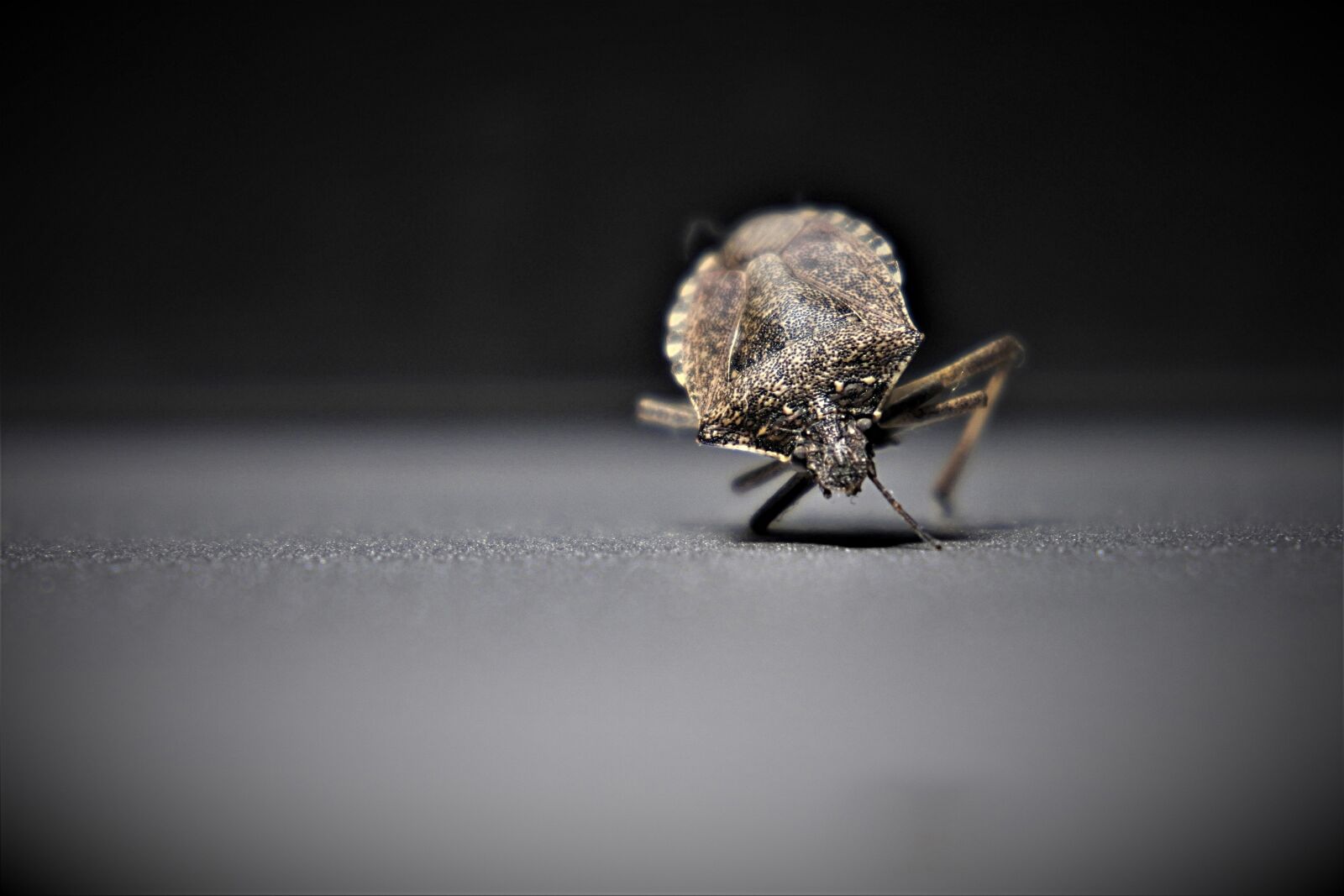 Nikon 1 J5 sample photo. Bedbugs, insect, arthropods photography