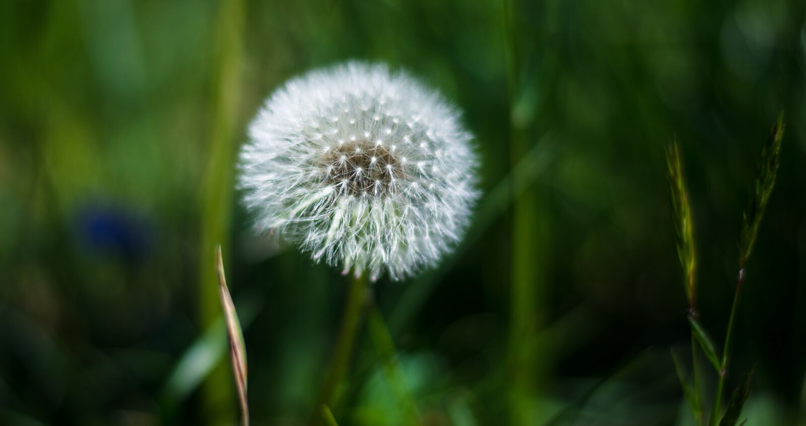 Nikon D7000 sample photo. Dandelion, macro, plant photography