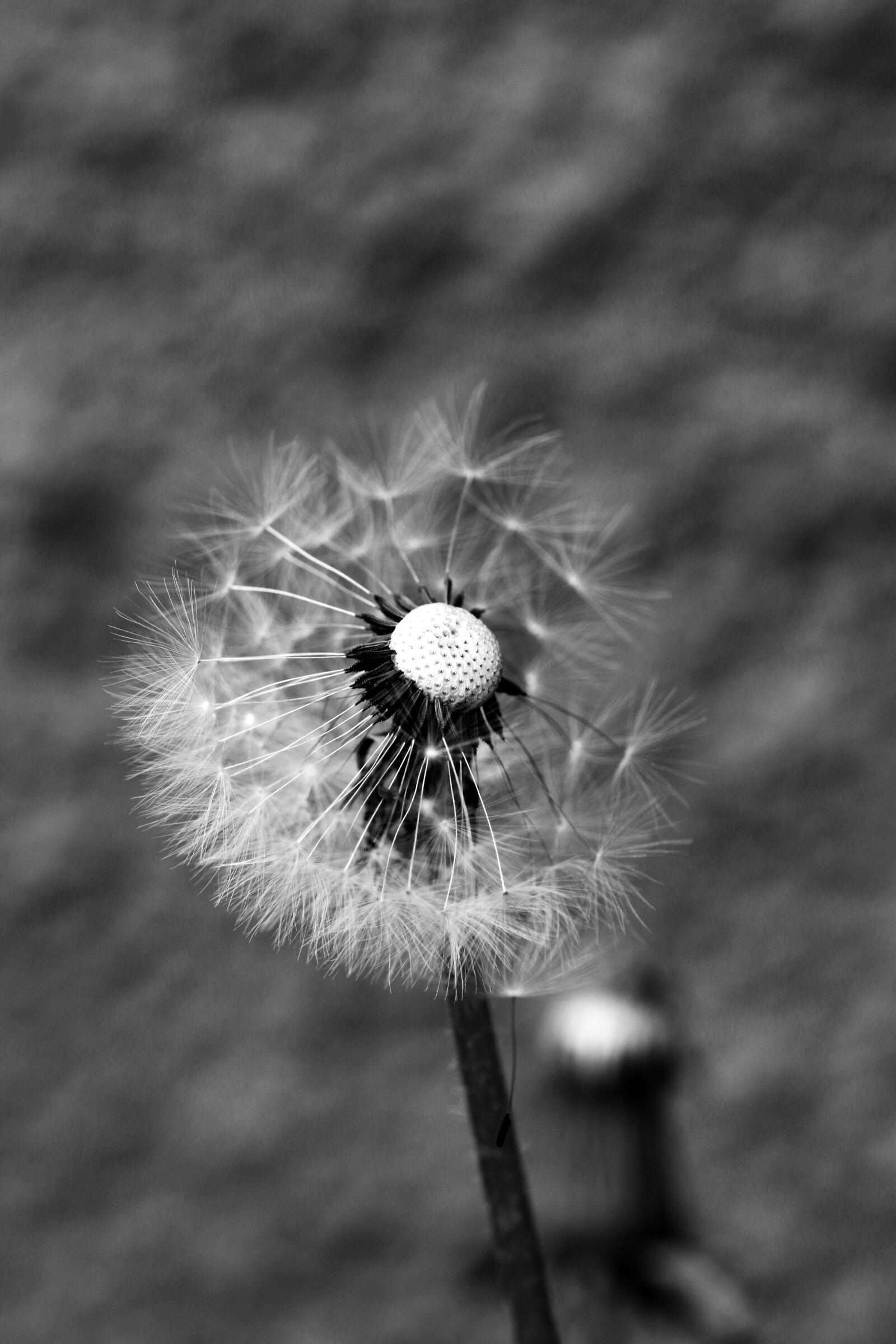 Canon EOS 7D Mark II sample photo. Dandelion, spring, spring flower photography