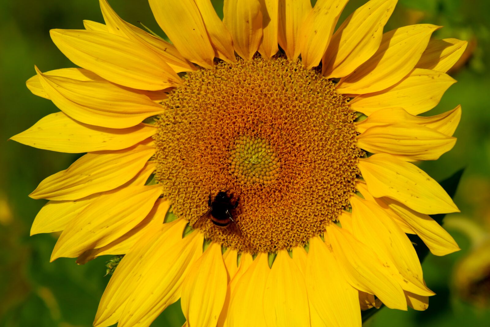 Canon EOS 100D (EOS Rebel SL1 / EOS Kiss X7) sample photo. Sunflower, field, nature photography