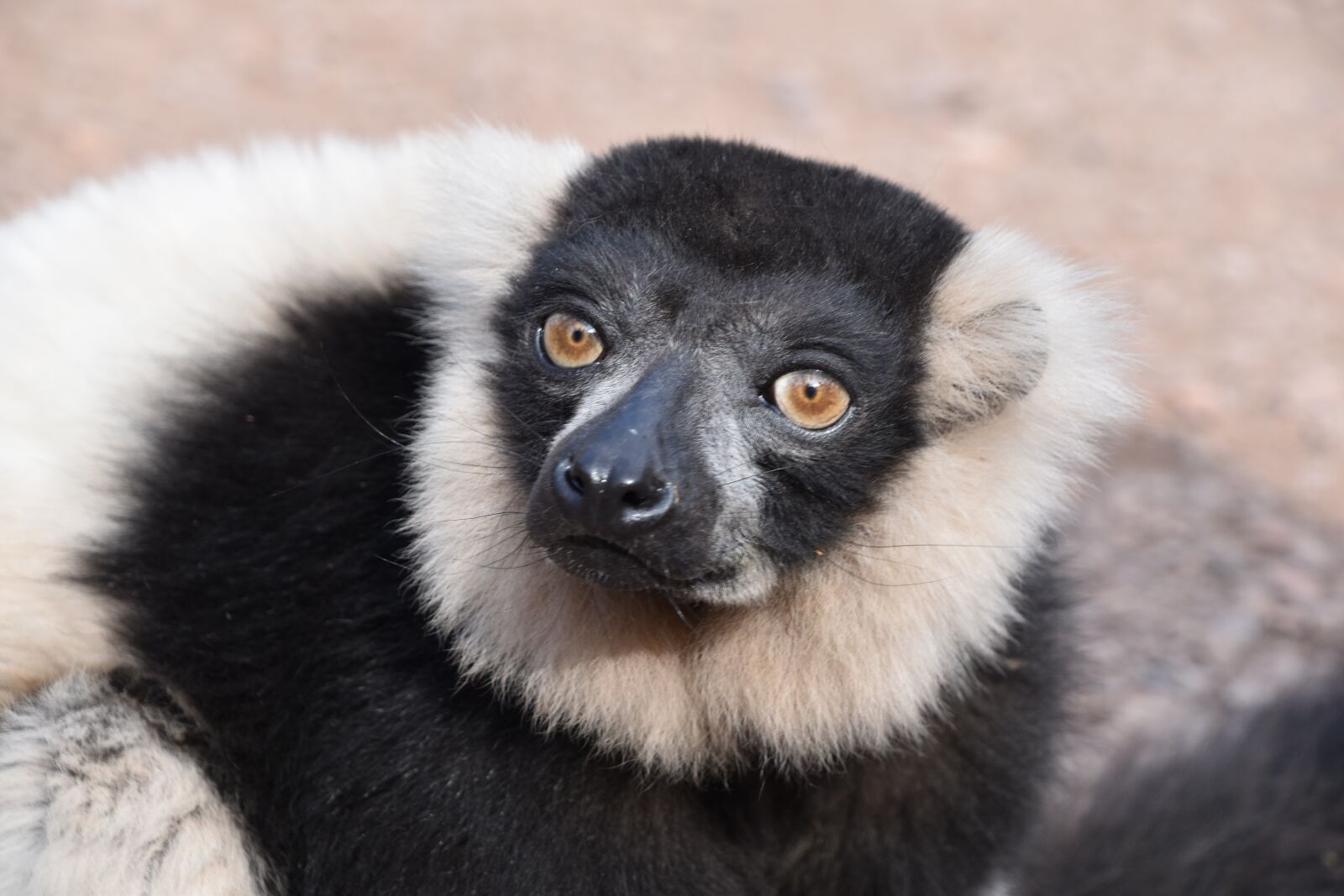 Nikon D5600 sample photo. Lemur, animal, wild photography