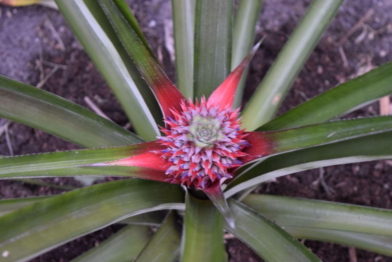 Nikon D5300 sample photo. Pineapple photography