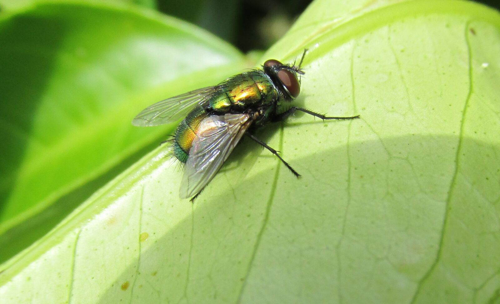 Canon PowerShot SX170 IS sample photo. Fly, insect, leaf photography
