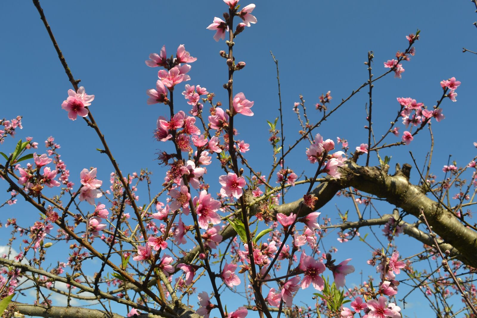Nikon D3100 sample photo. Flower, peach tree, spring photography