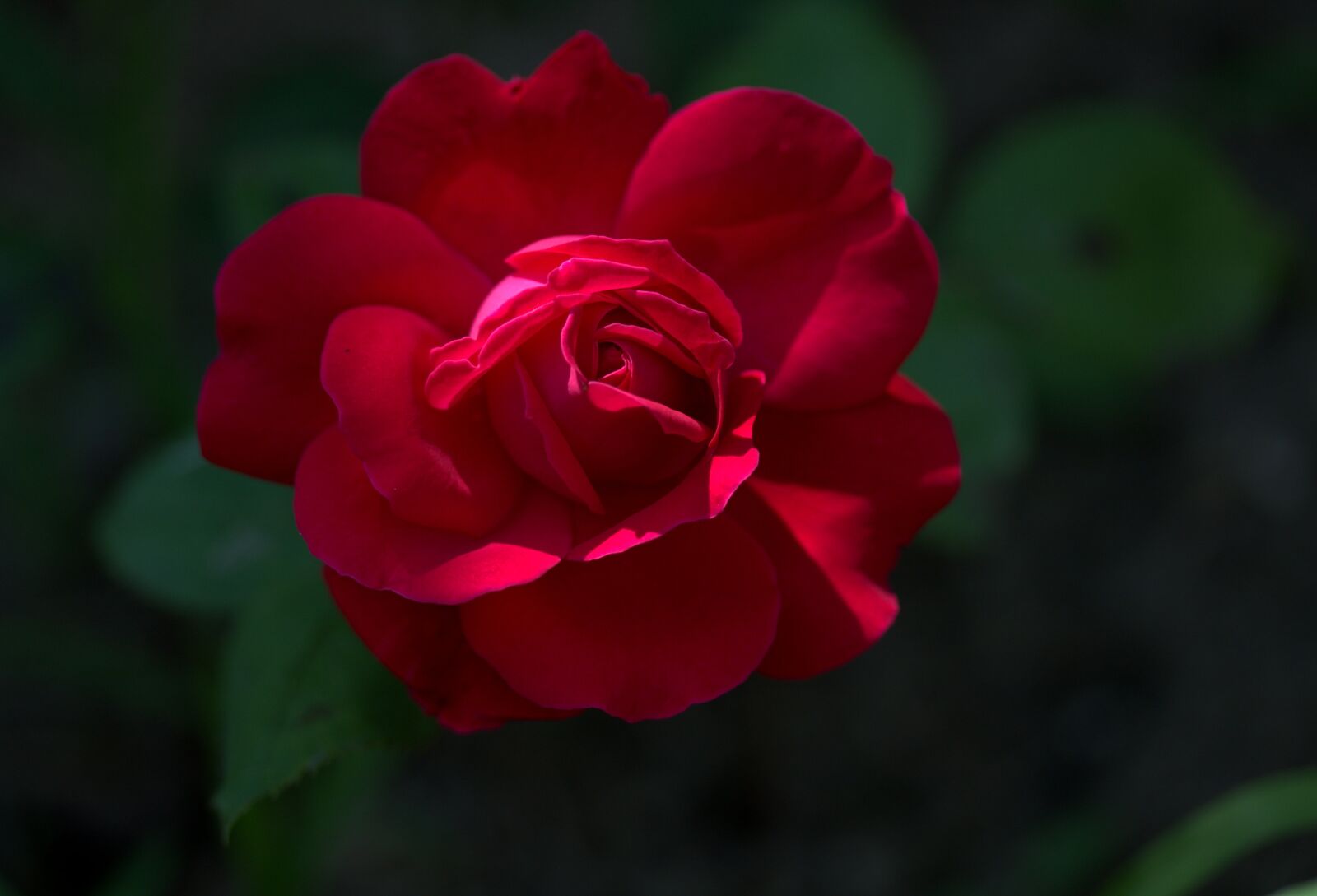 Canon EOS 7D Mark II + Canon EF-S 60mm F2.8 Macro USM sample photo. Rose, red, flower photography
