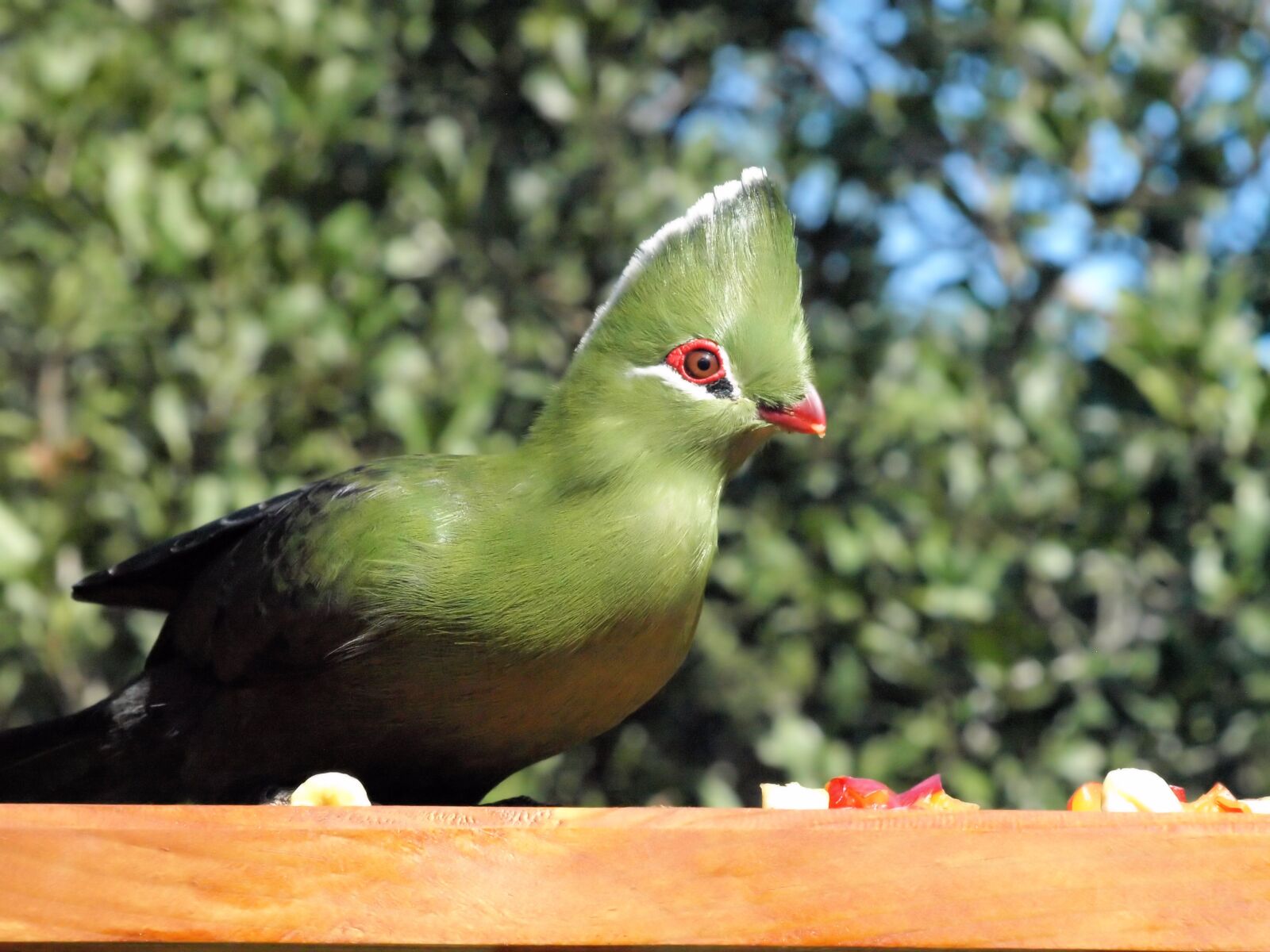 Olympus E-510 (EVOLT E-510) sample photo. Bird, green, knysna lourie photography