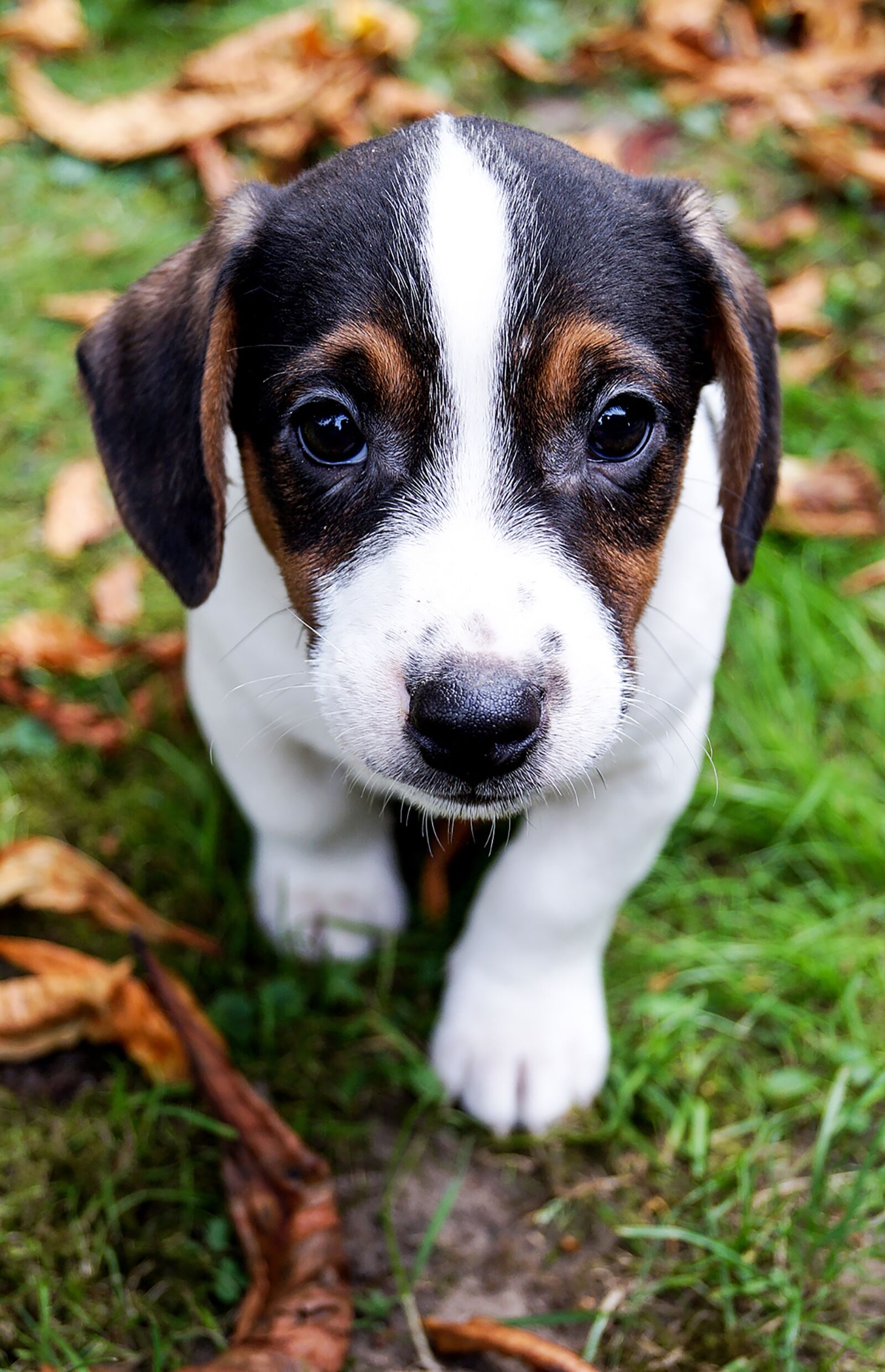 Sony DT 18-55mm F3.5-5.6 SAM II sample photo. Puppy, dog, cute photography