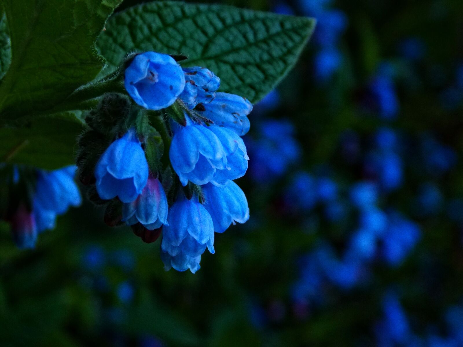 Nikon Coolpix L810 sample photo. Flowers, blue, nature photography
