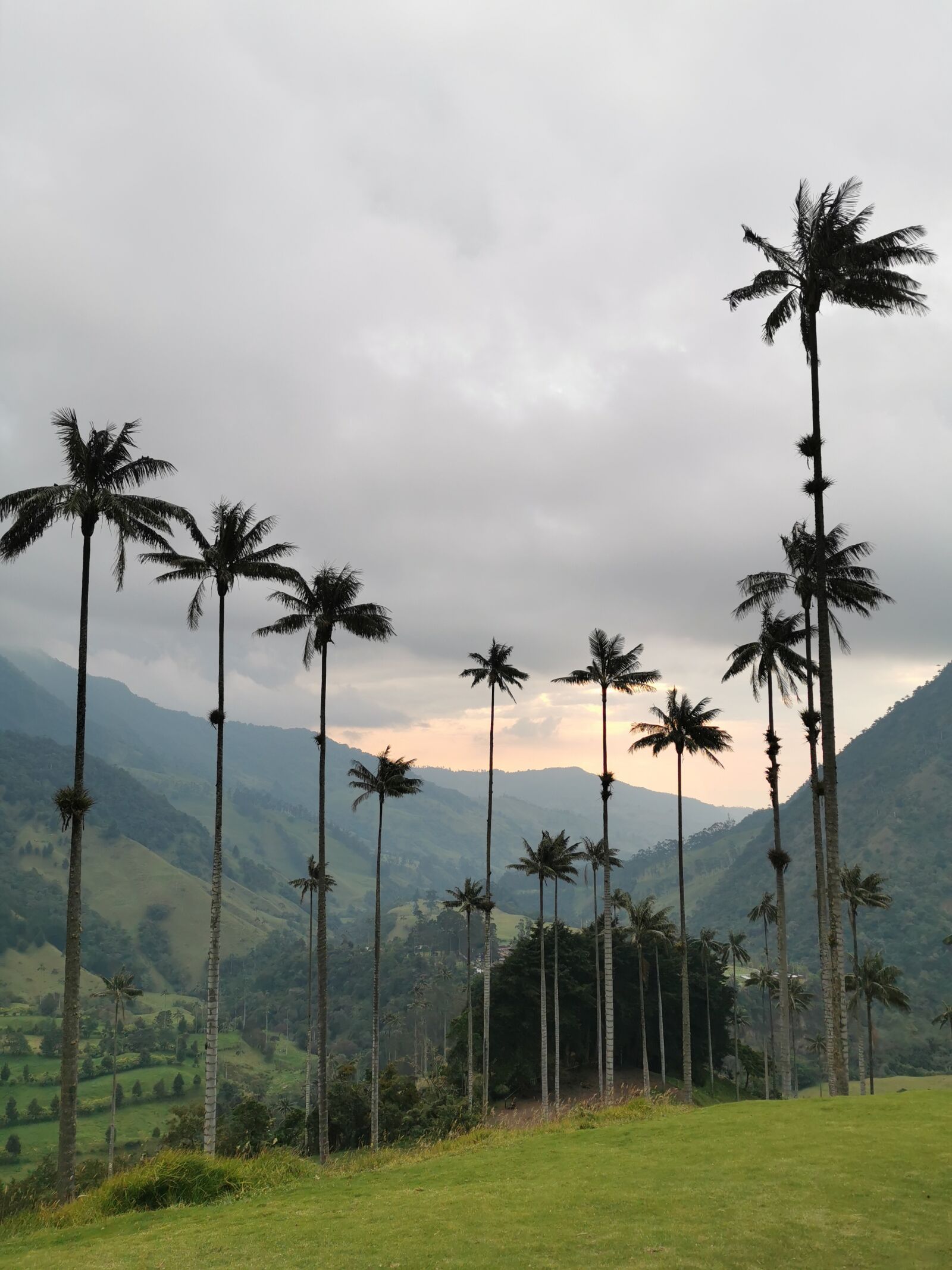 HUAWEI P30 Pro sample photo. Palms, colombia, cocora photography