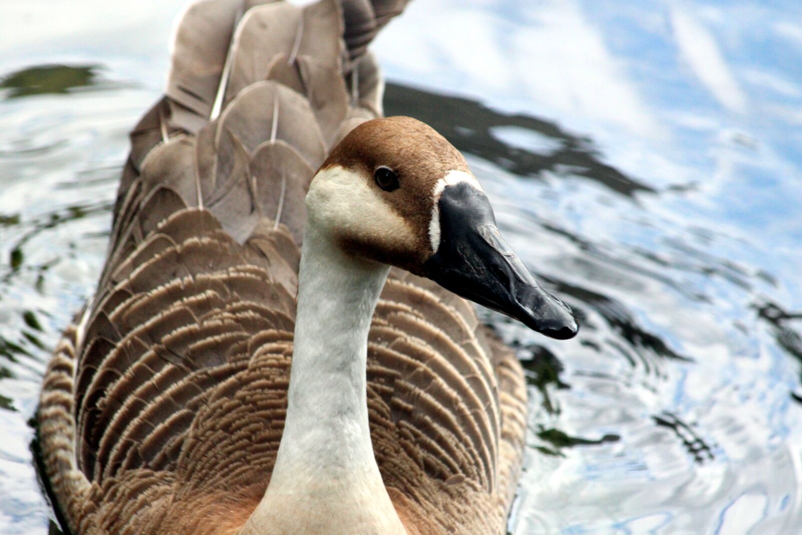 Canon EOS 650D (EOS Rebel T4i / EOS Kiss X6i) sample photo. Suhonos, goose, bird photography