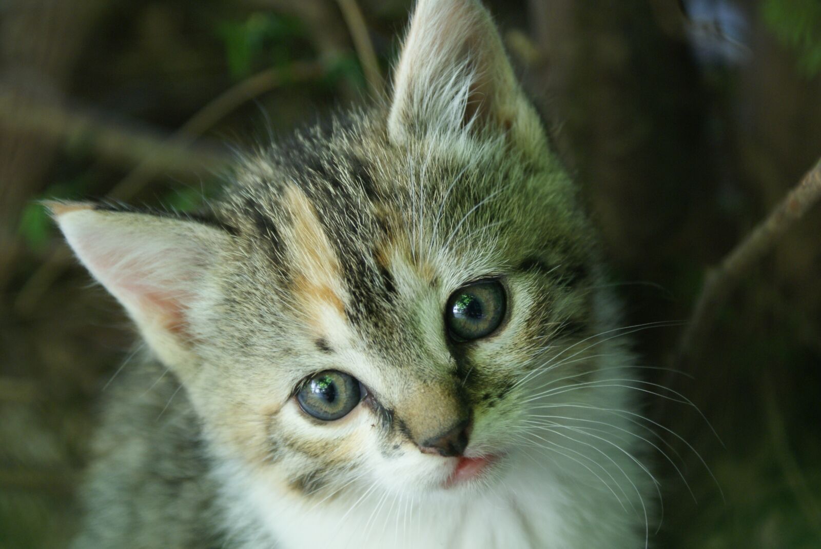 Sony Alpha DSLR-A200 sample photo. Kitten, cute, cat photography