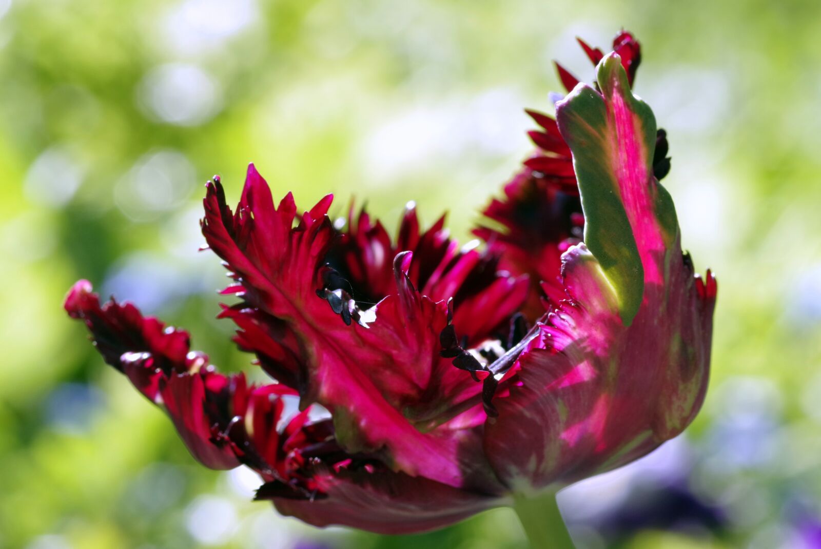 Pentax K-S2 sample photo. Flower, jagged, tulip photography