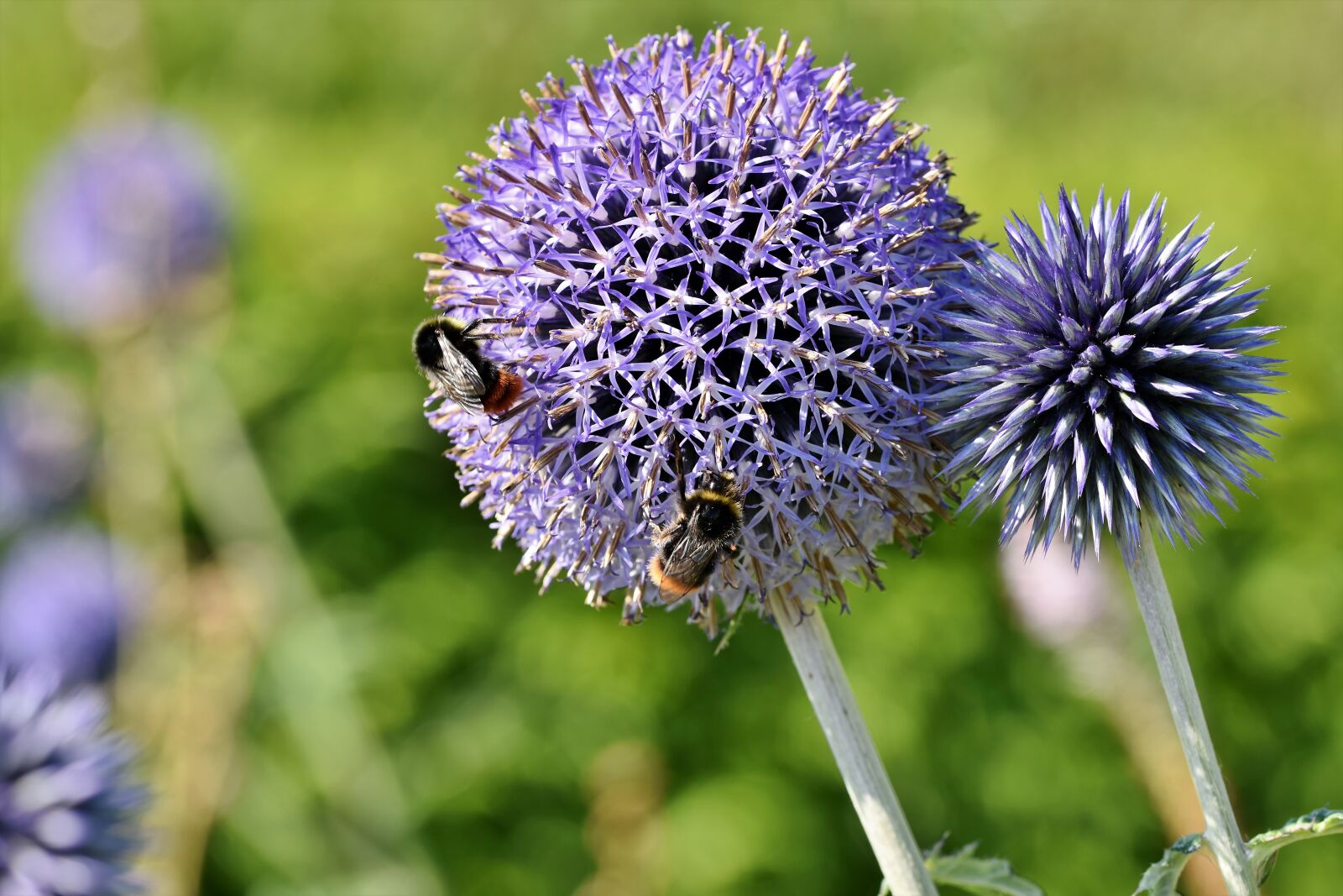 Nikon D7200 sample photo. Ornamental onion, allium, flower photography