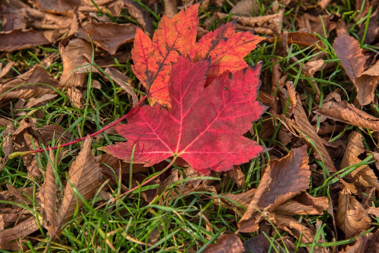 Nikon D750 sample photo. Autumn, leaves, favor photography