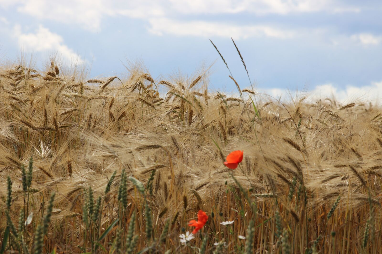 Canon EOS 600D (Rebel EOS T3i / EOS Kiss X5) sample photo. Cereals, spike, barley photography