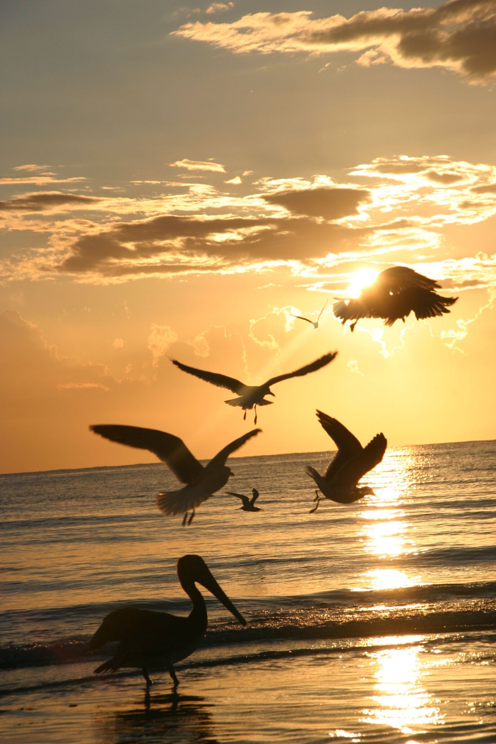 Canon EOS 10D sample photo. Sunset, pelicans, sea photography