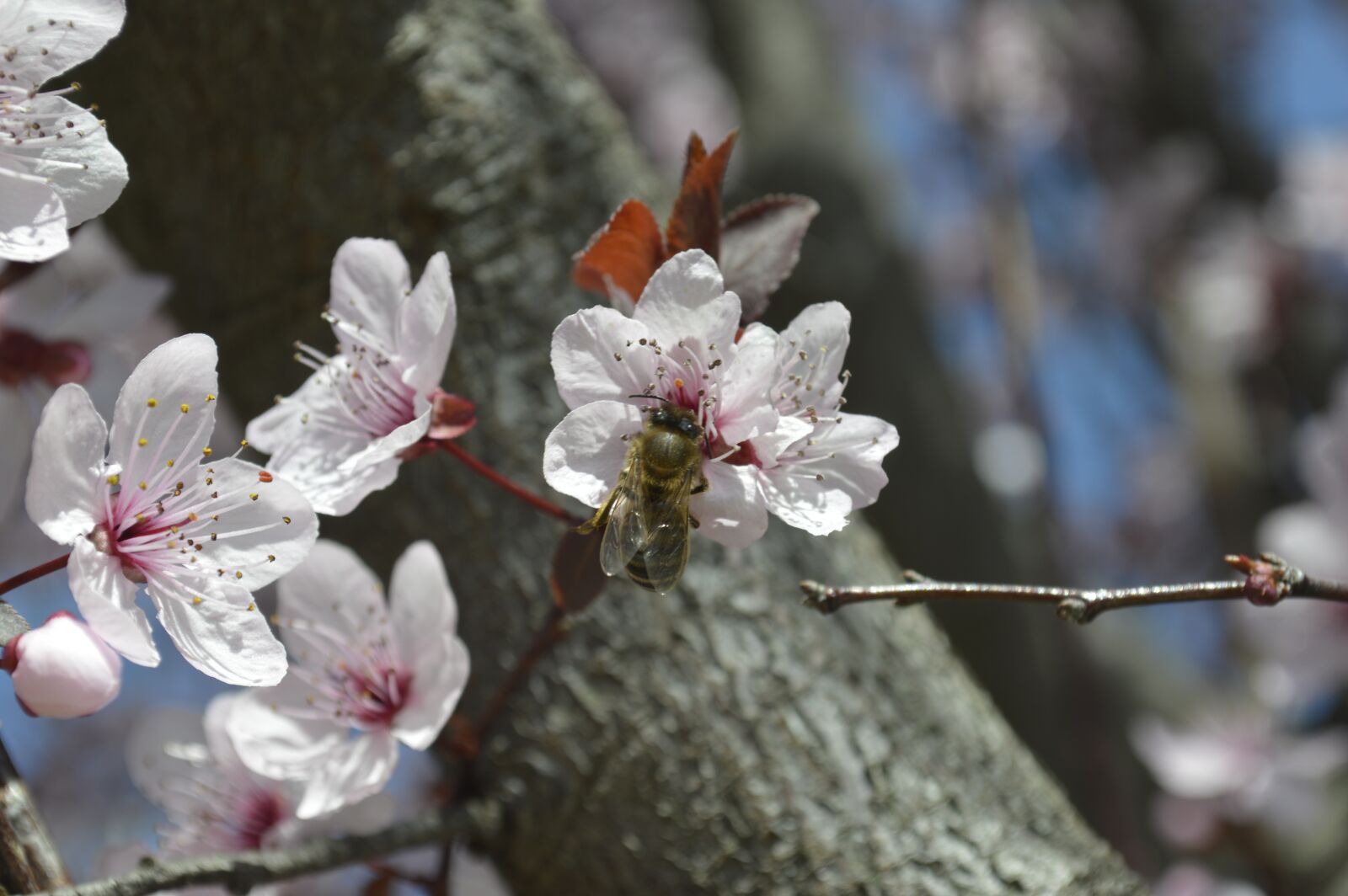 Nikon D3200 sample photo. Bee, pollen, pollination photography
