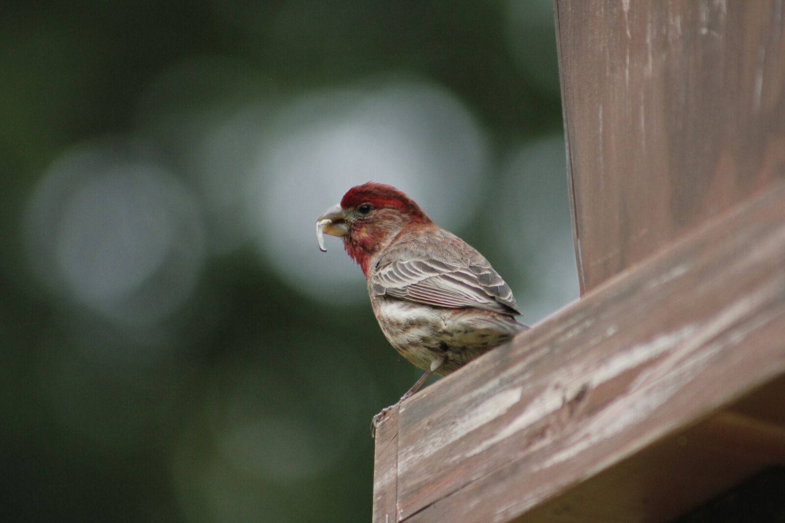 Canon EOS 550D (EOS Rebel T2i / EOS Kiss X4) sample photo. Bird, nature, wildlife photography