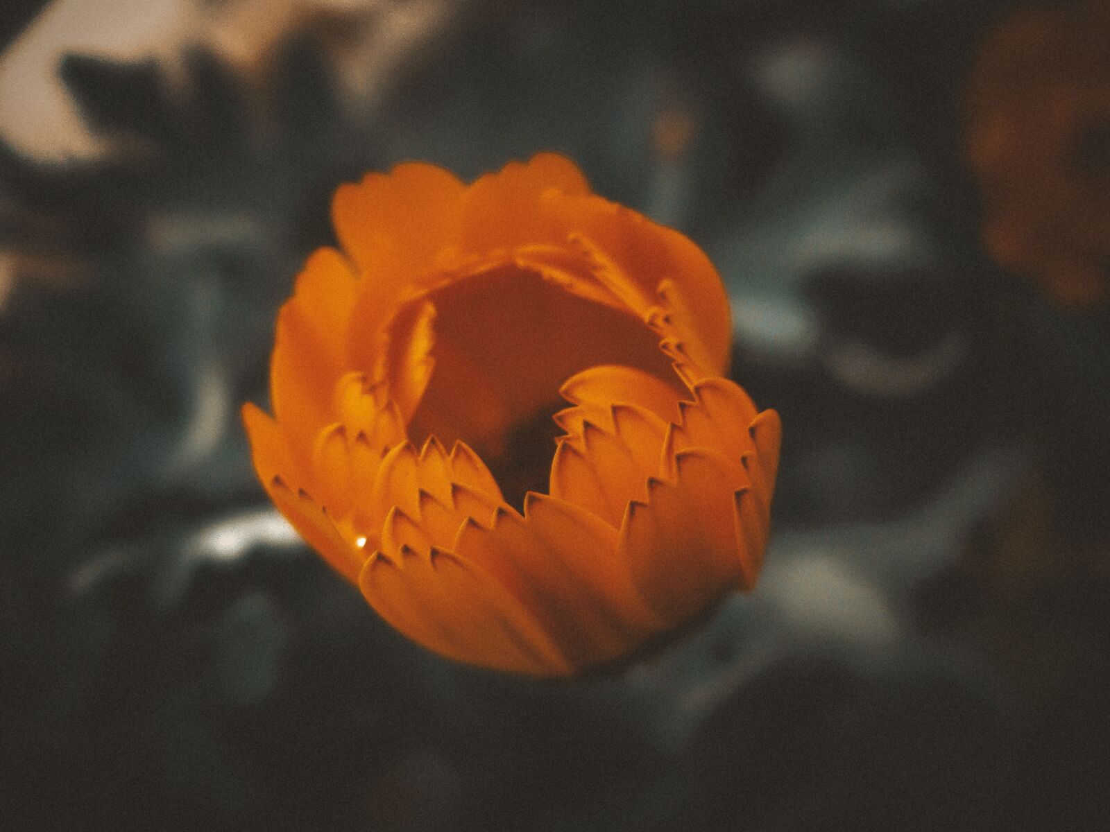 Canon PowerShot A3100 IS sample photo. Flower, orange, tulip photography