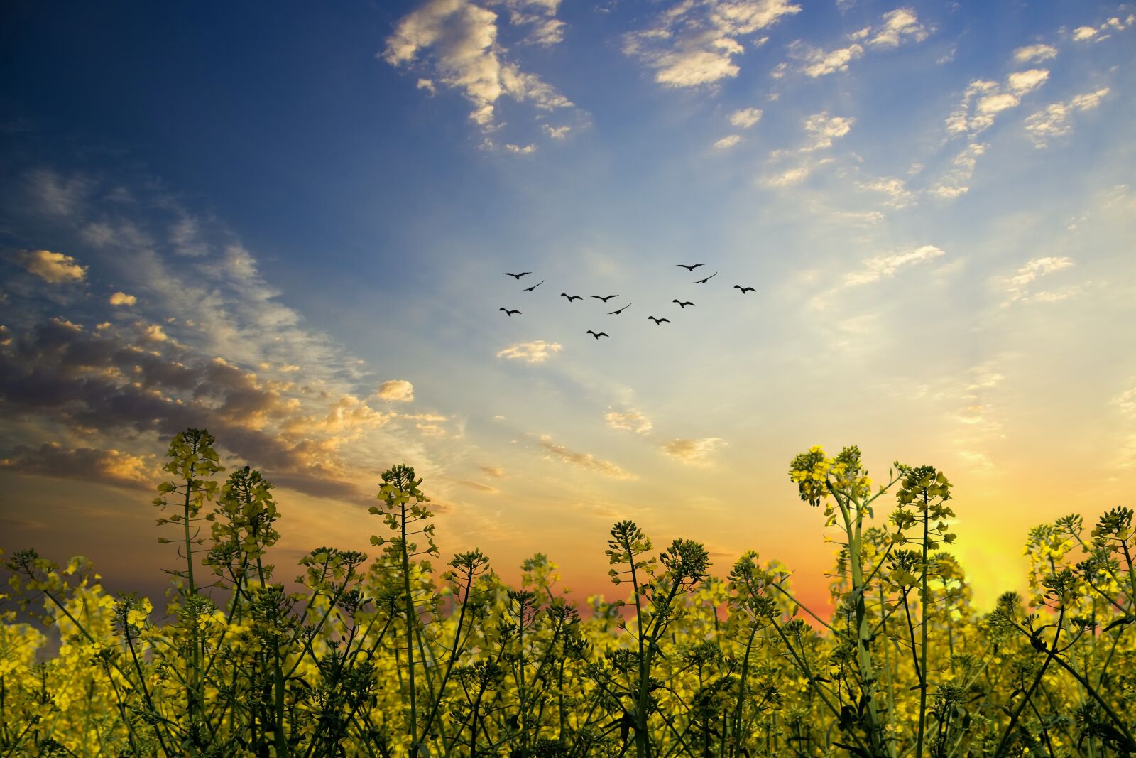 Canon EOS 600D (Rebel EOS T3i / EOS Kiss X5) sample photo. Oilseed rape, plant, yellow photography