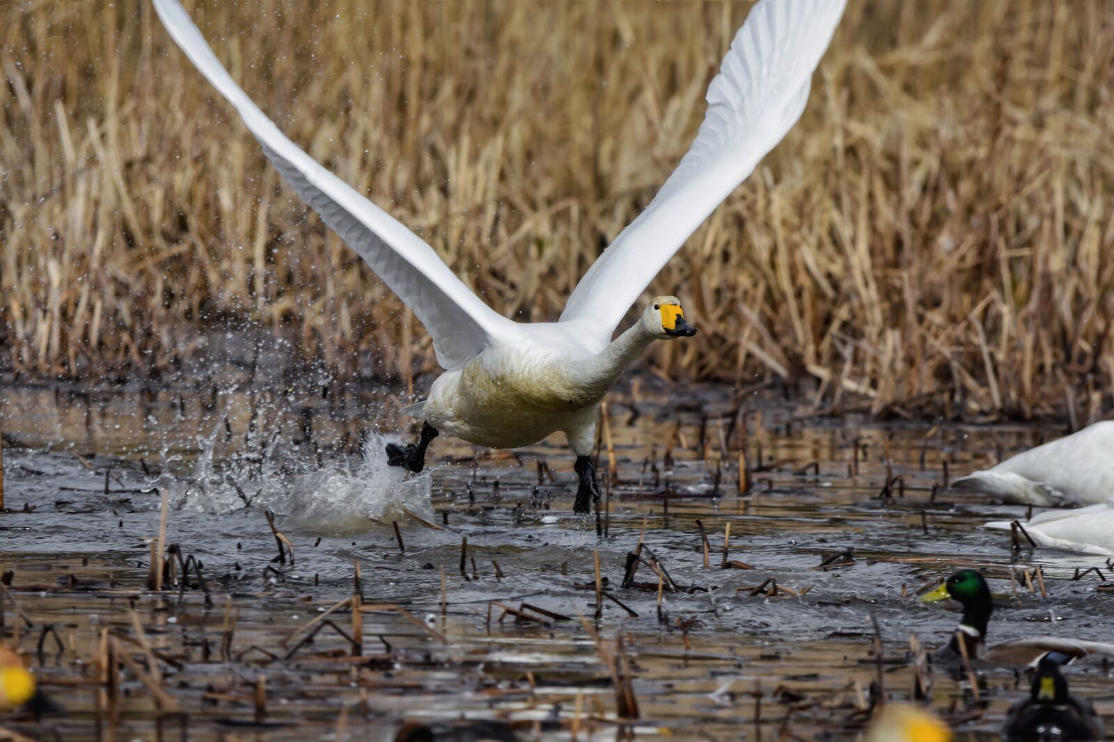Nikon D7200 sample photo. Animal, pond, water photography