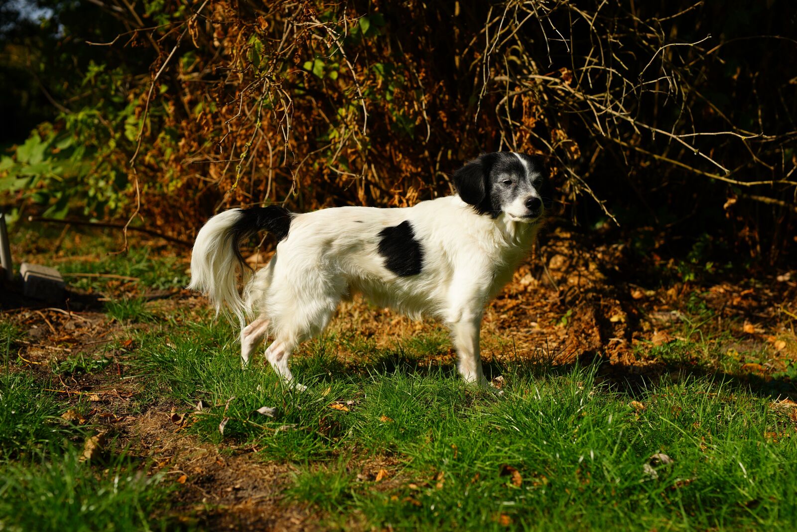 Minolta AF 50mm F1.4 [New] sample photo. Dog, hybrid, male photography