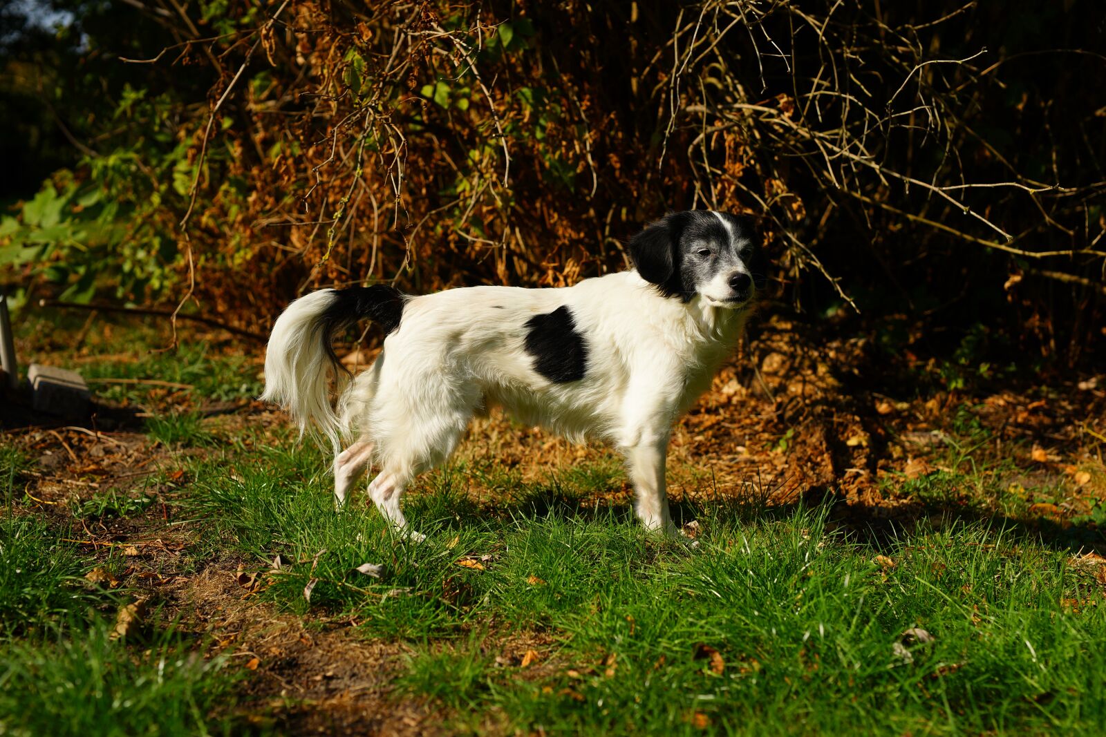 Sony a99 II + Minolta AF 50mm F1.4 [New] sample photo. Dog, hybrid, male photography