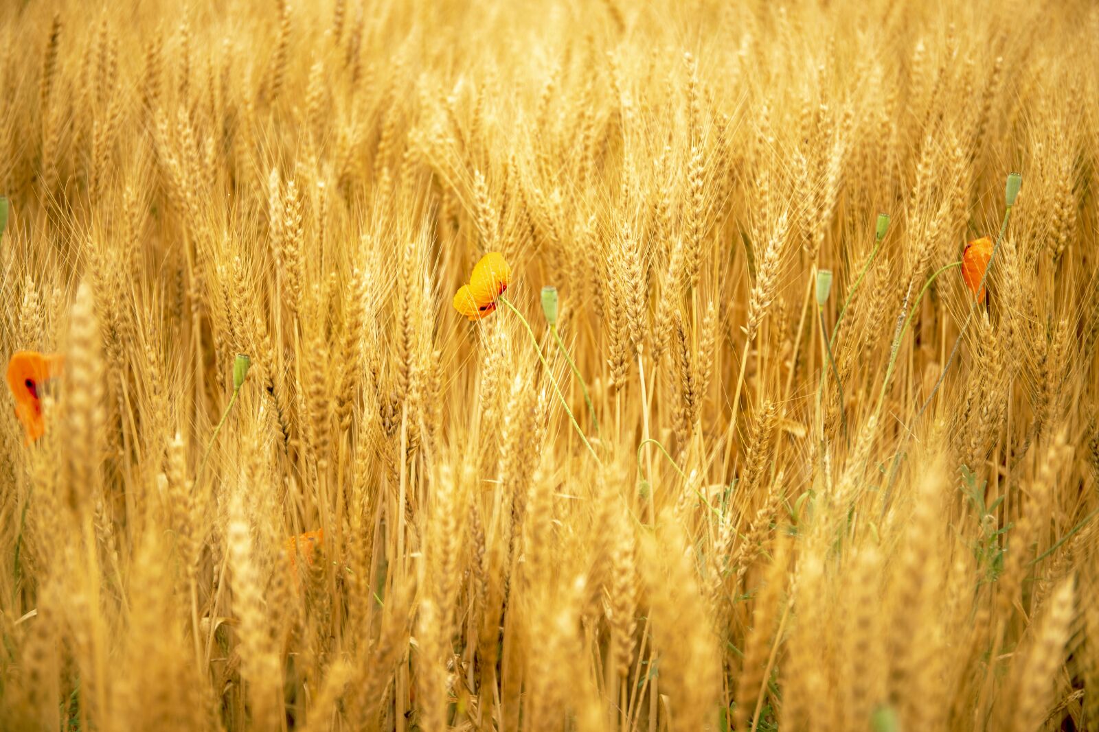 Canon EOS R + Canon EF 24-70mm F4L IS USM sample photo. Great, barley, summer photography