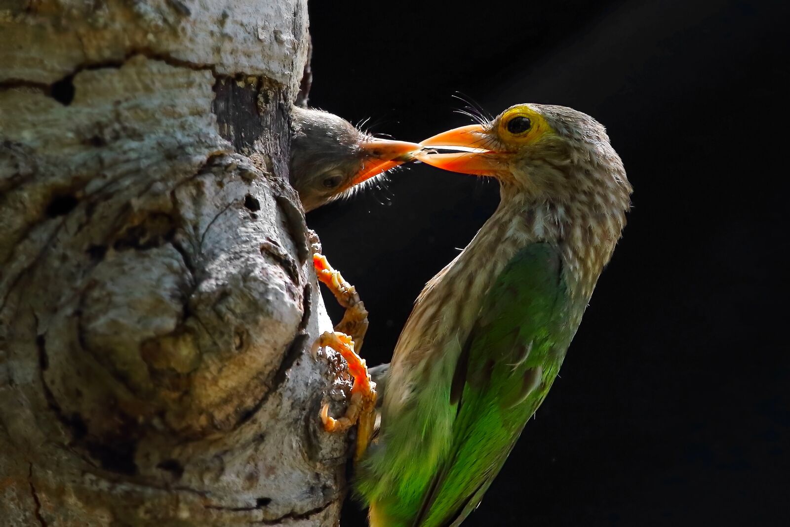 Canon EF 600mm F4L IS USM sample photo. I love, honey, bird photography