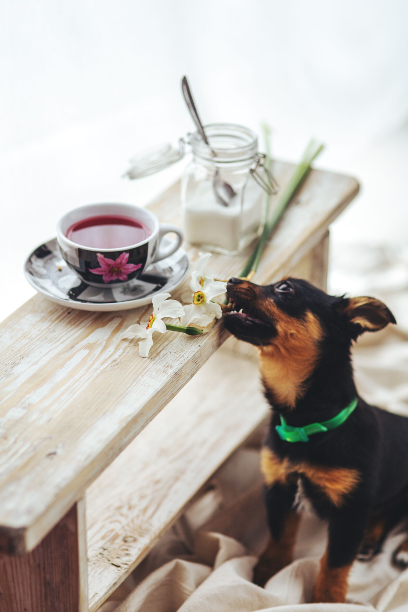 Sigma 85mm F1.4 EX DG HSM sample photo. Puppy, bites, the, flower photography