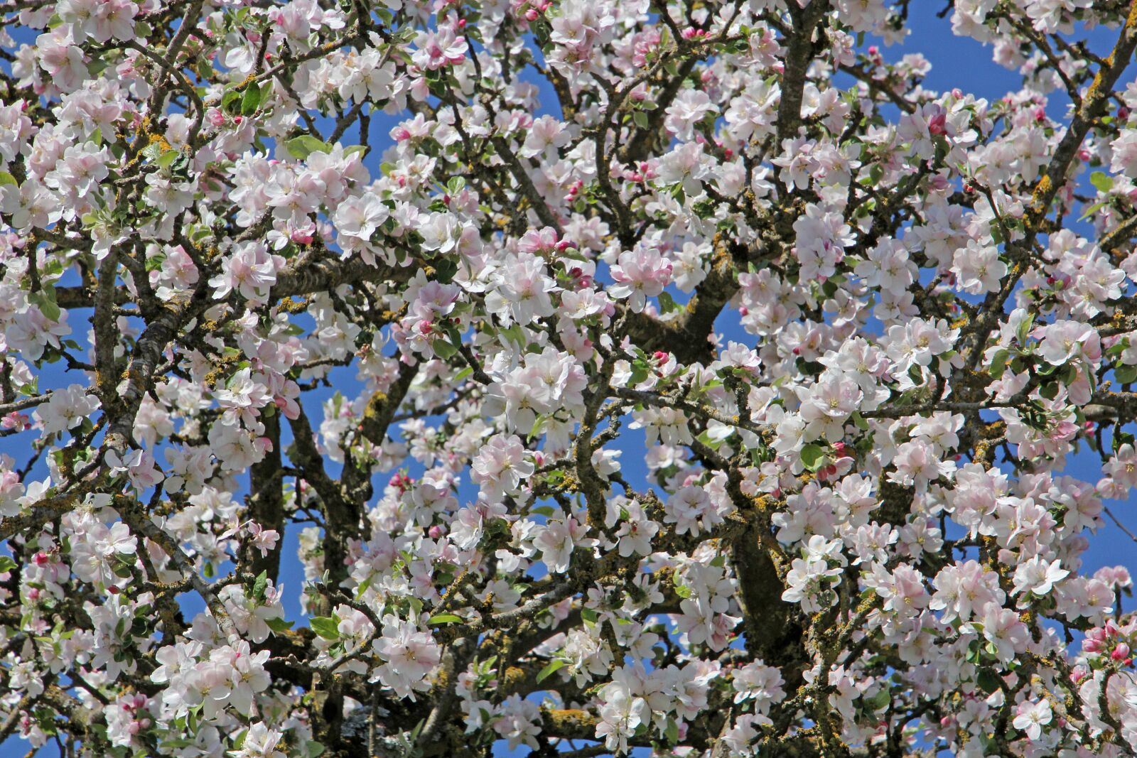 Canon EOS 60D sample photo. Apple blossoms, flowers, tree photography