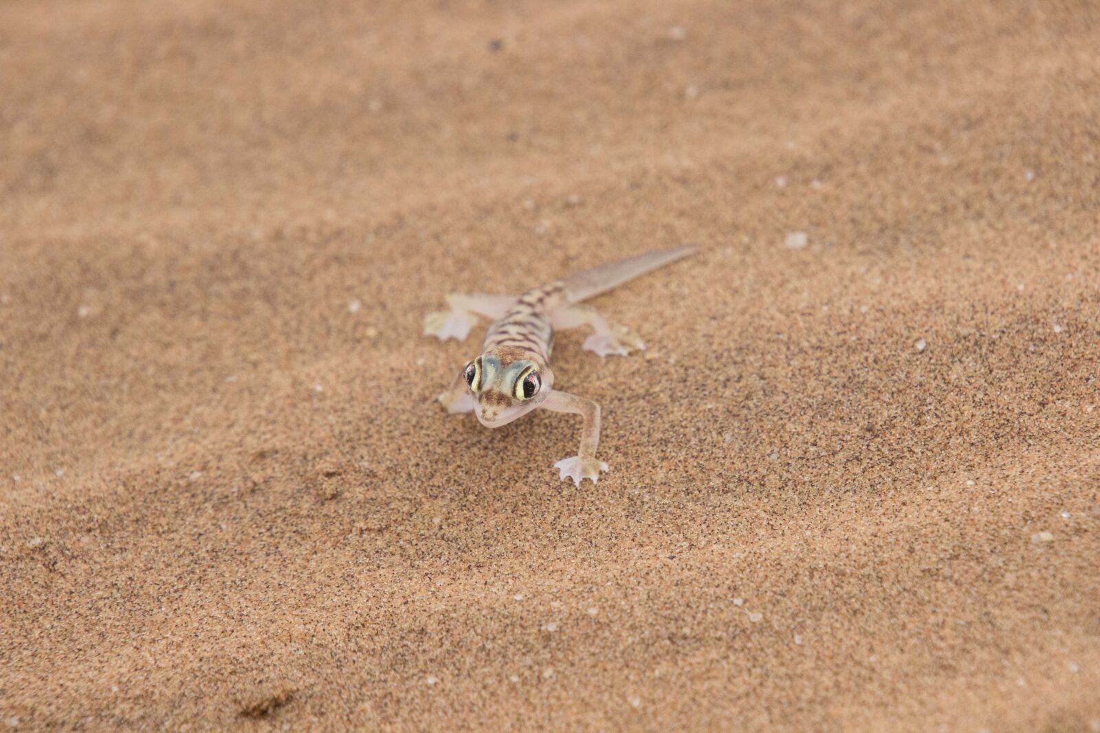 Canon EOS 600D (Rebel EOS T3i / EOS Kiss X5) sample photo. Sand stalker, lizard, africa photography